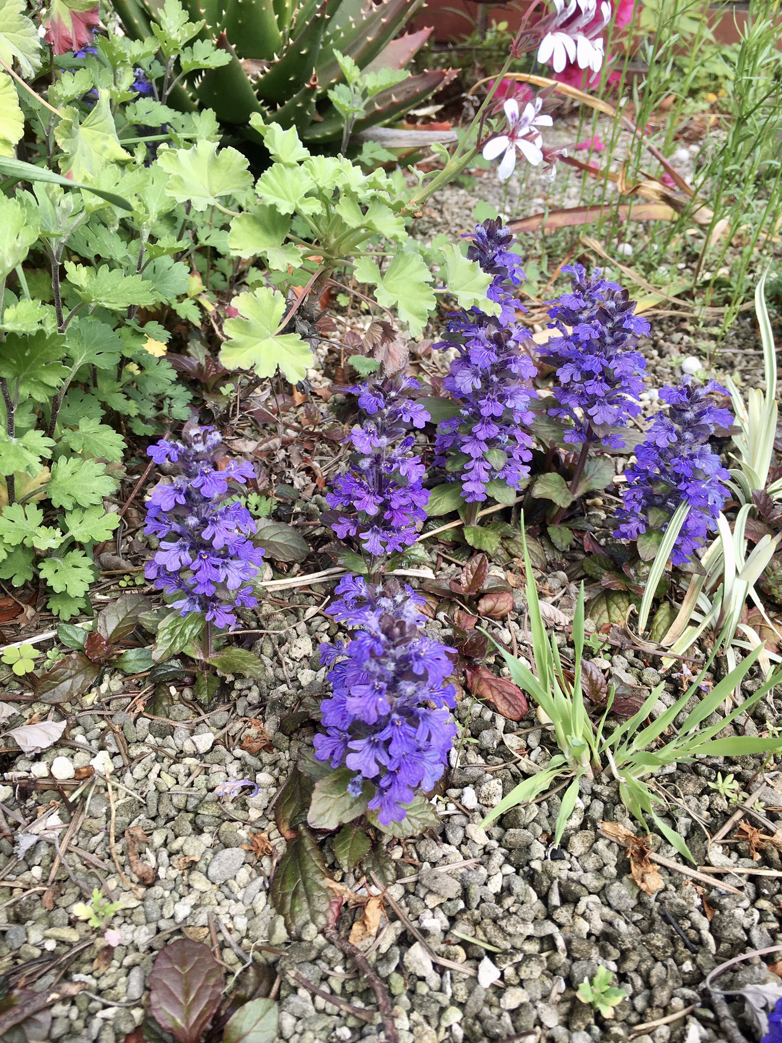 توییتر ブチャ در توییتر 十二単衣 釣鐘水仙 フリージア オダマキ 春の花 紫の花 T Co Eki5d1ly0h