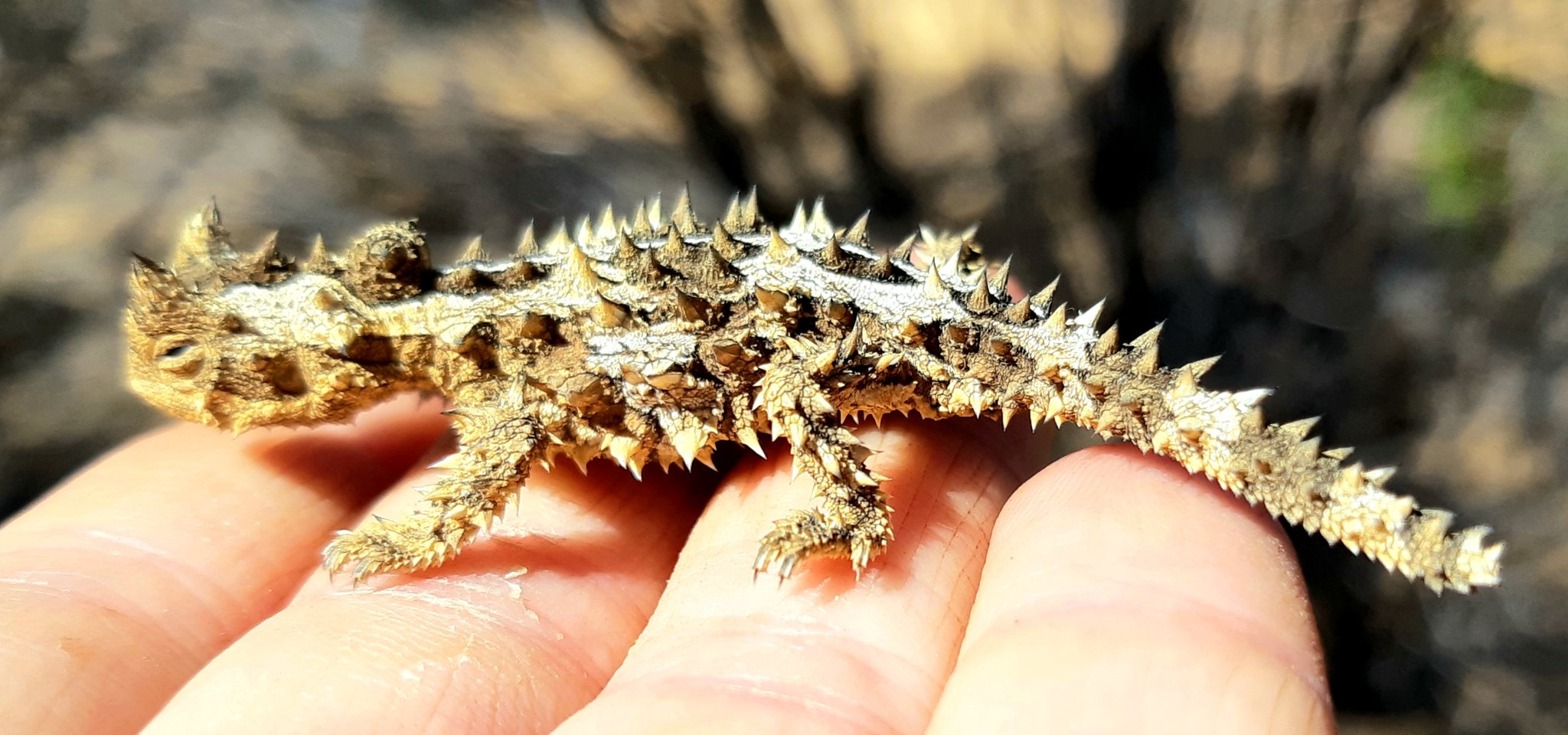 Christine Cooper on X: "It is always neat to find a #thornydevil, but  finding a baby thorny devil is fabulous #fieldwork #Herpetology #Wildoz  https://t.co/Xp8Jddn7TA" / X