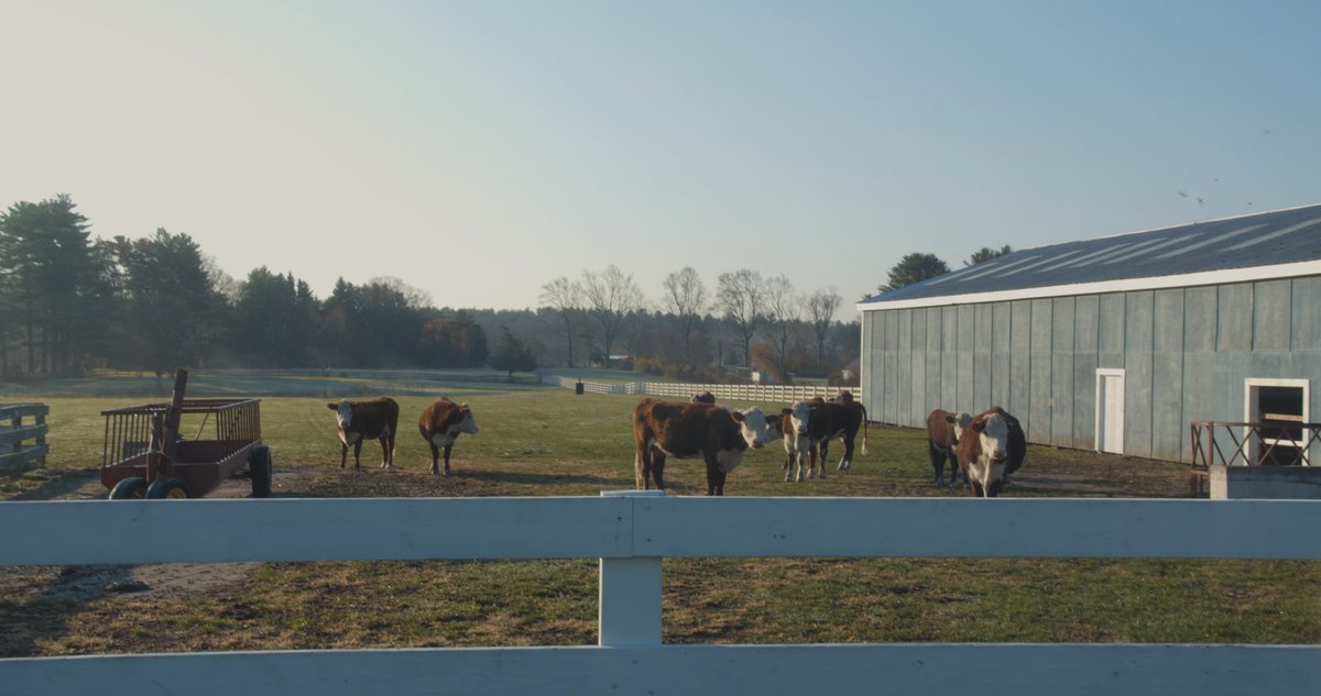 Happy Monday! Here are some cows from our film #BedsideManner to brighten your day 

#filmfestivals #shortfilms