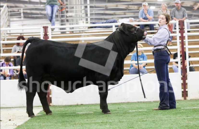 lorelaihll's tweet photo. BLCO Doja Sails
Sire: SMITH RFI Black Sails
Dam: LMC SSC Nina
San Antonio Jr- 1st 
Super Bowl- Reserve Senior Calf https://t.co/XW6xYd7tat