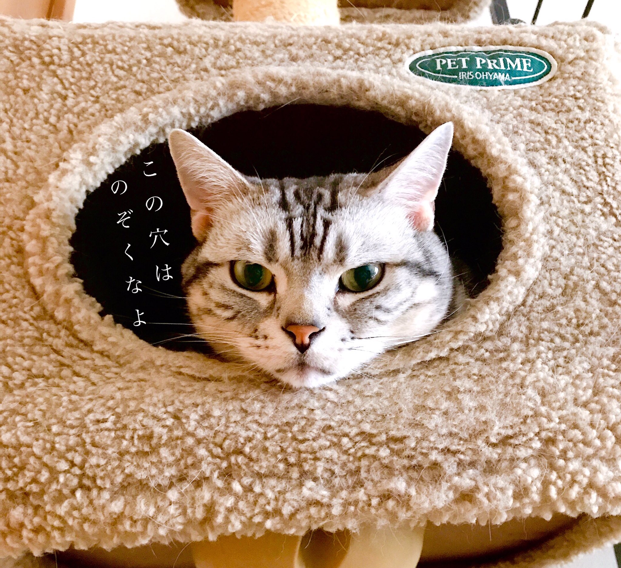 我が家のにゃんこ(*^^*) 我が家のにゃんこ - Search / X