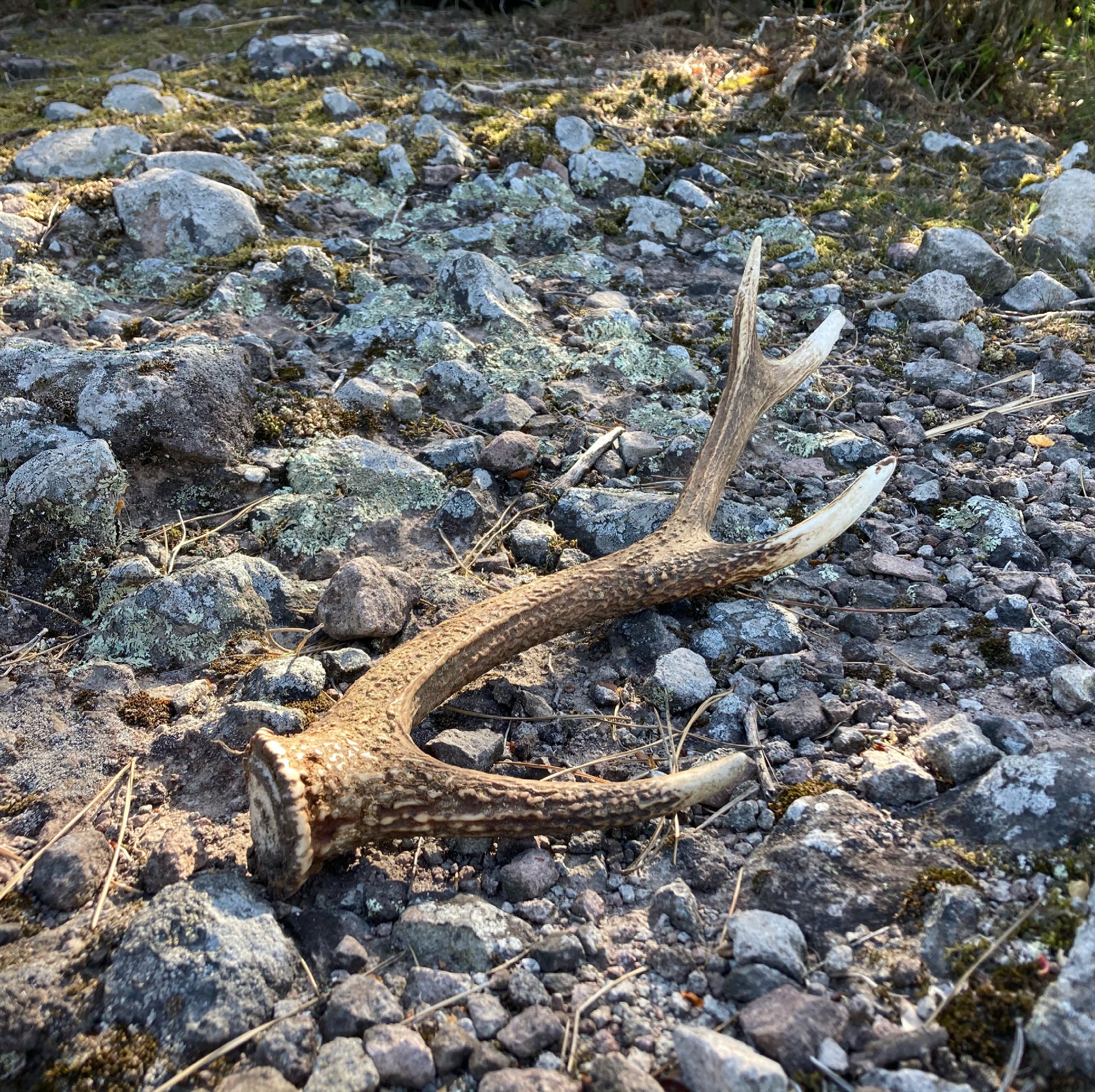 小豆島 寒霞渓ロープウェイ 公式 シカの角みいつけた 雄シカの角は1年周期で生え変わり 今の時期に自然と落角するそうです 小豆島 寒霞渓 自然 野生 鹿 シカ 鹿の角 みいつけた T Co Qo8jcedcyc Twitter