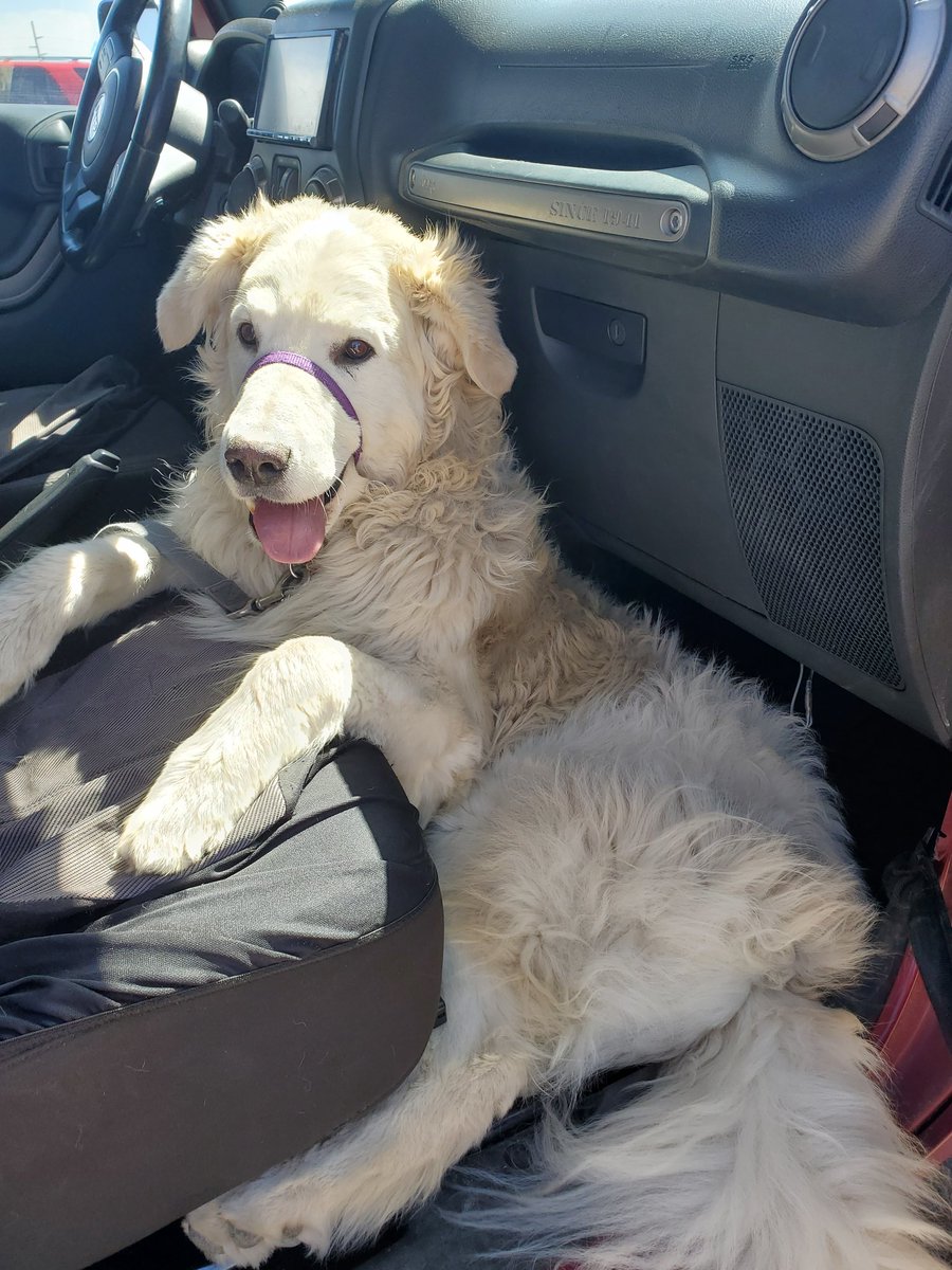 akolquist's tweet photo. It's #NationalPetDay and our pups were ready to celebrate!
@9NEWS 
@9NEWSWeather 
@JeffcoOpenSpace 
#milehighmornings https://t.co/9k3GuEXbpH