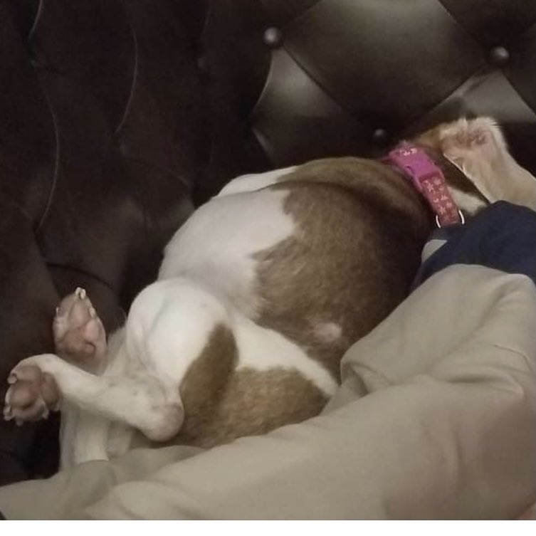 Yup, you guessed it! #SundaySleepies are here again! And no, we don’t think this looks comfortable either. 🤣

#ProfessionalPawsAcademy #PositiveDogTraining #DogTraining #PetSitting #AdventuresInPetSitting #Beagle #BeagleJuice #BeagleQueen #HoundHouse #TriadDogs