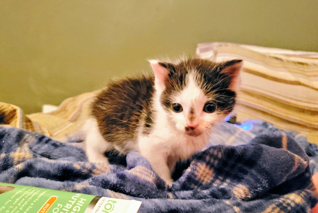 helow. today is #NationalPetDay. over One (1) years ago, in Oct. 2019, dady find me when i was very small. i was too small to eat or go potty by my self. i was alone &amp; scared and hunger &amp; very close To the street. so he's clean me &amp; feed me &amp; take me home. i love my daddy