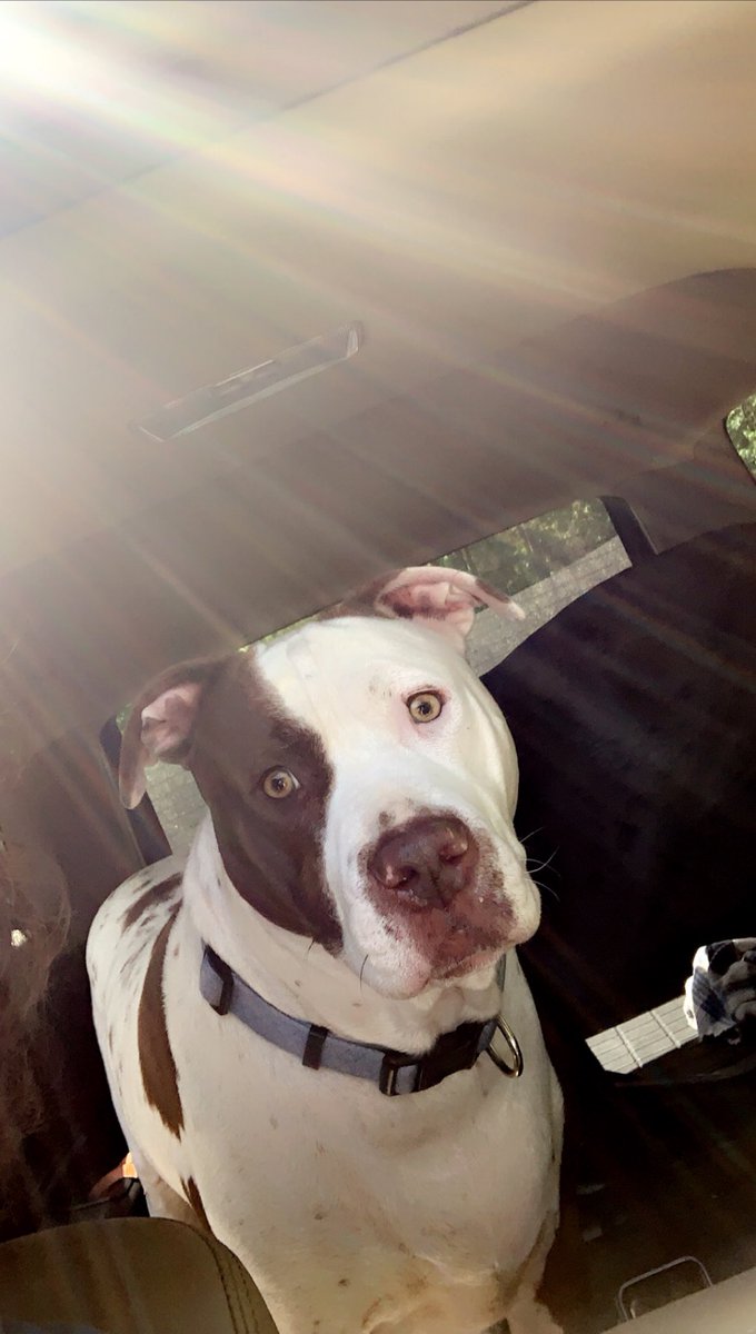 BradyStreetman's tweet photo. This one of our doggos. When he’s not being a nap gawd he is most beautiful boy! @madisonkady96 https://t.co/LuZVqJZ51x