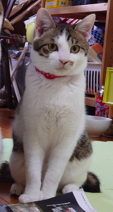 猫のフィギュアを見つけるとついつい買ってしまう 猫の日 猫のフィギュアを見つけるとついつい買ってしまう 猫の日