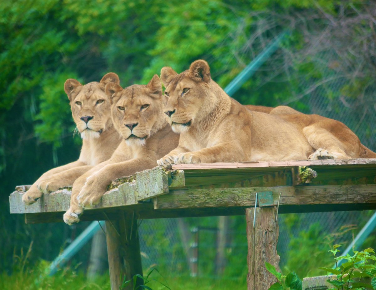 那須サファリパーク Nasu Safaripark Twitter 那須サファリパーク Nasu Safaripark Twitter