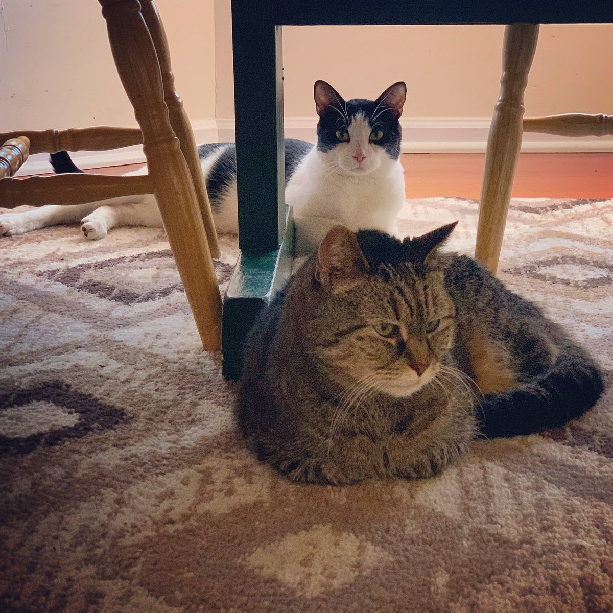 AmberRobReports's tweet photo. #National #Pet #Day 🐈 ! This appreciation post is in honor of my #tabby #cat, #Queen Corky, and my #tuxedo cat, Coco. They are so #sweet and well-behaved! I #love having them in my #life 😍. #NationalPetDay #CatsOfTwitter #Felines #CatMom #PetMom https://t.co/hYrPWlsptH