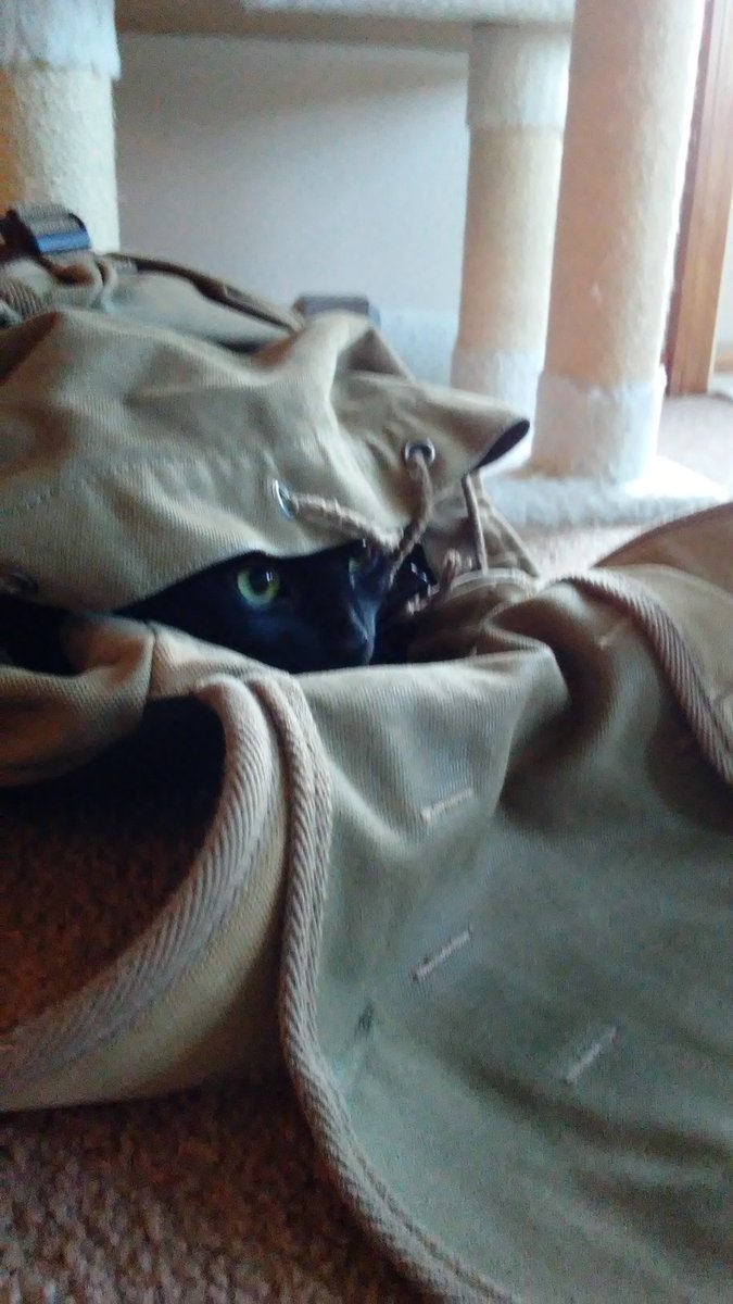 NWSSeattle's tweet photo. #WXCat Edward is hiding in an old camping backpack. Is he:
A) Preparing for a chilly night tonight of near to below freezing temps & areas of frost.
B) Stalking his brother, Alphonse.
C) Both A & B.
D) He's a cat. Who knows what he is thinking...
#wawx https://t.co/Orbm9al4dd