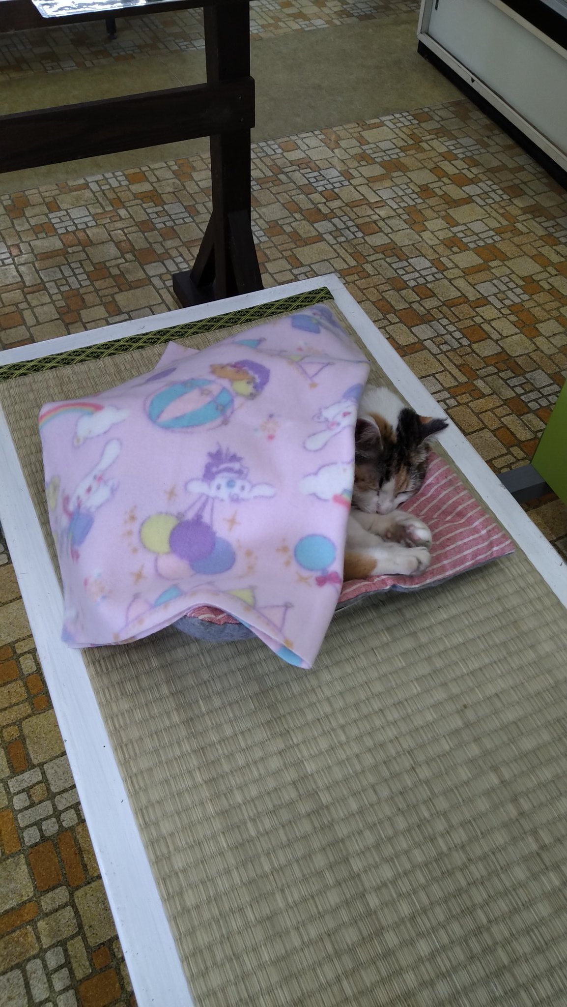 かむどむ 名瀬の奄美観光ハブセンター 真面目な展示の真横でライオンの性器やらハブの交尾やら牛の奇形児で金取ろうとしてたり 見世物小屋か珍宝館のかほりも T Co Wm6yg7wxfj Twitter