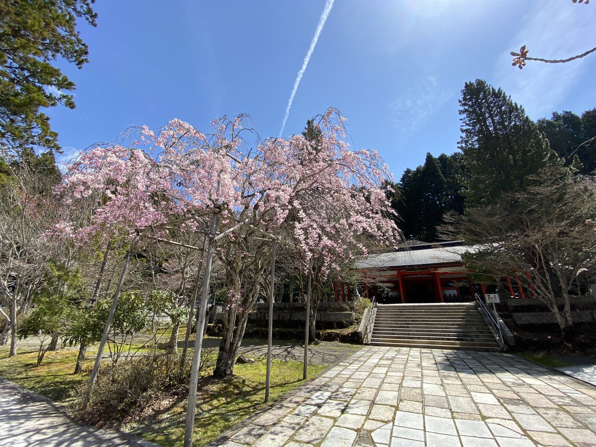 高野山恵光院 高野山奥の院 桜満開なのに誰もいなくて貸切です 高野山恵光院 高野山奥の院 桜満開なのに誰もいなくて貸切です