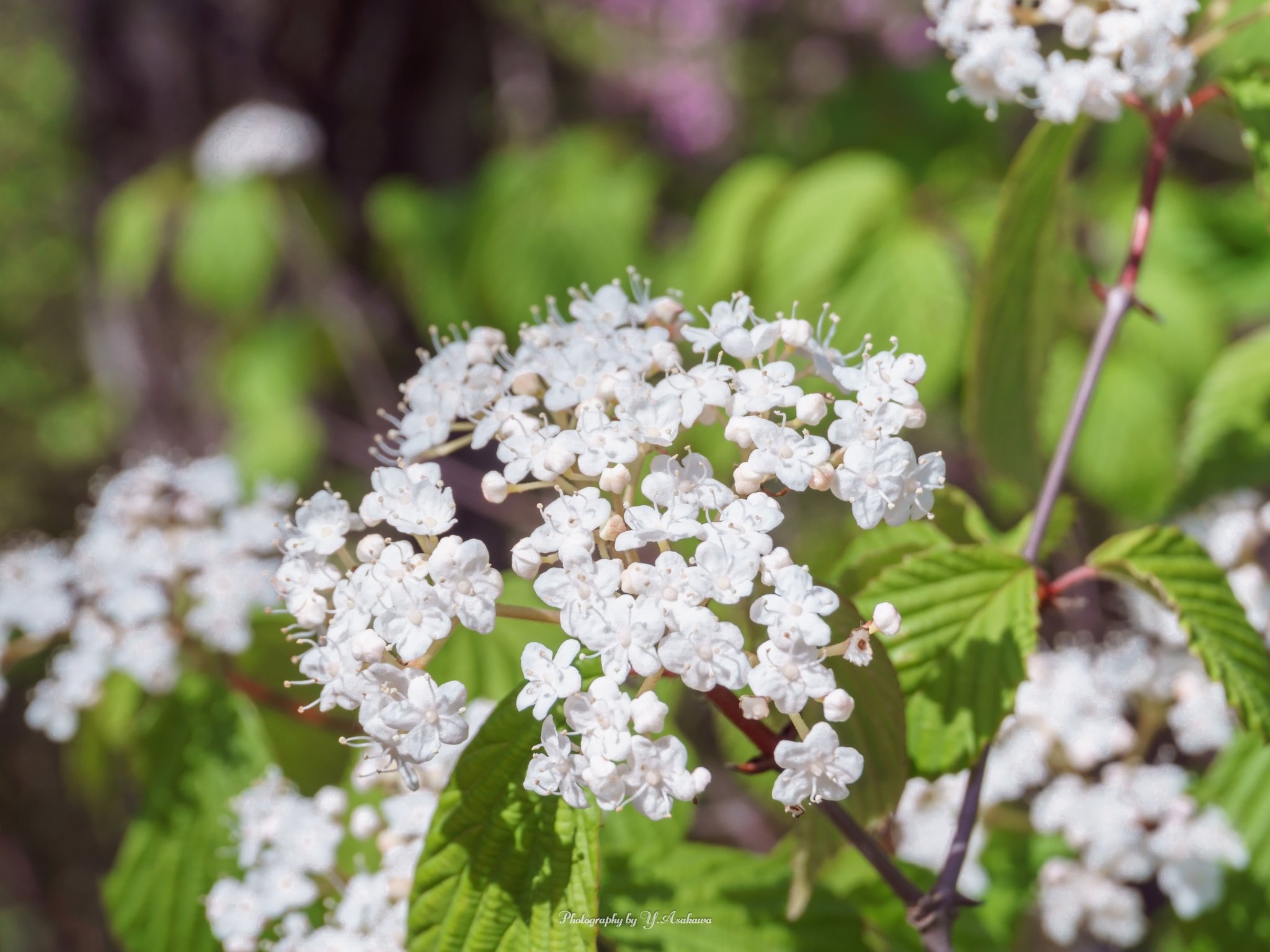 Lindenviburnum Twitter Search Twitter
