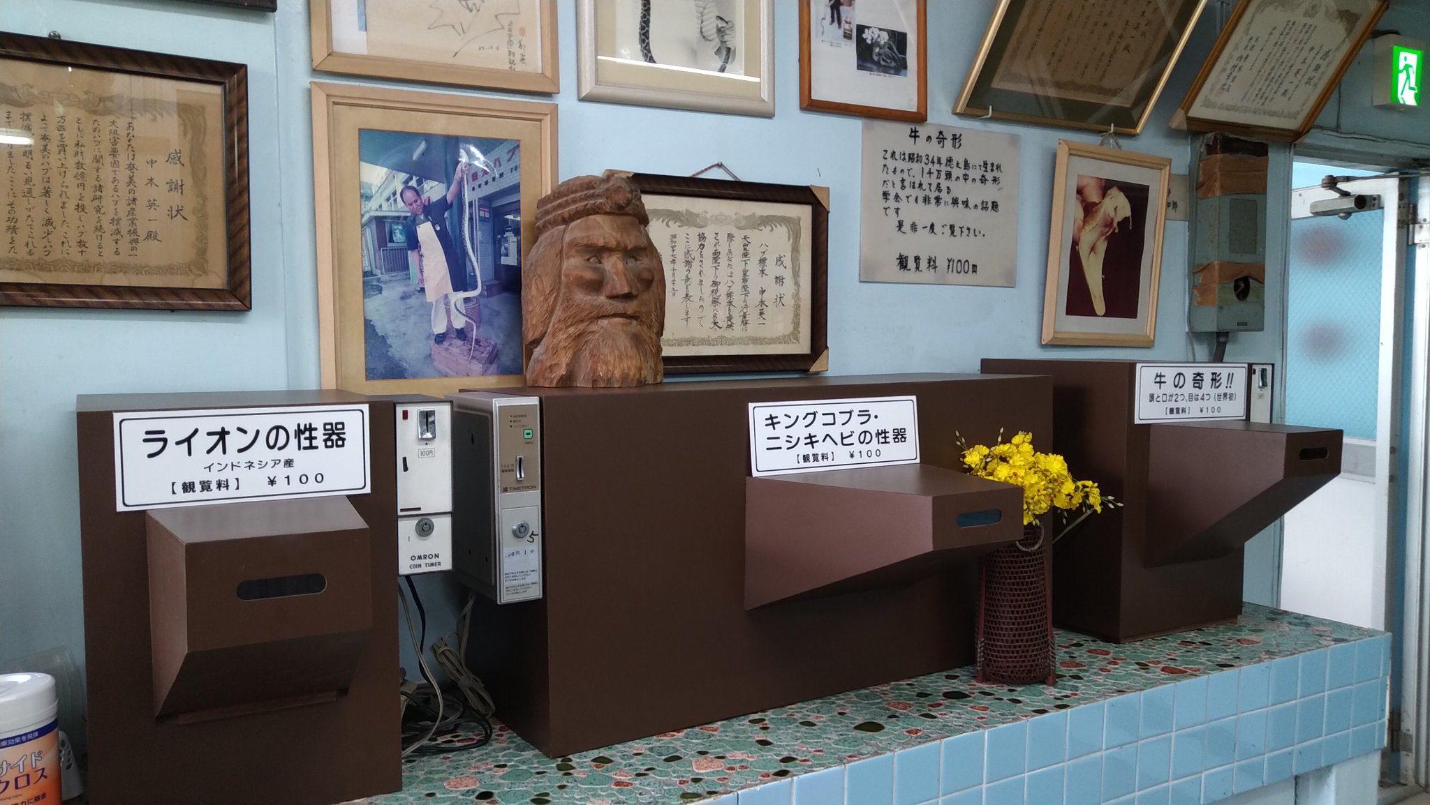 かむどむ 名瀬の奄美観光ハブセンター 真面目な展示の真横でライオンの性器やらハブの交尾やら牛の奇形児で金取ろうとしてたり 見世物小屋か珍宝館のかほりも T Co Wm6yg7wxfj Twitter