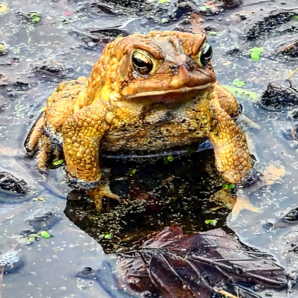 This guy wore the yellow suit instead of green wanted to stand out a (ri)bit! 🧐🧐🤔🤫🤣🤣#frogs #kermitthefrog #frogsofinstagram #frenchcreekstatepark