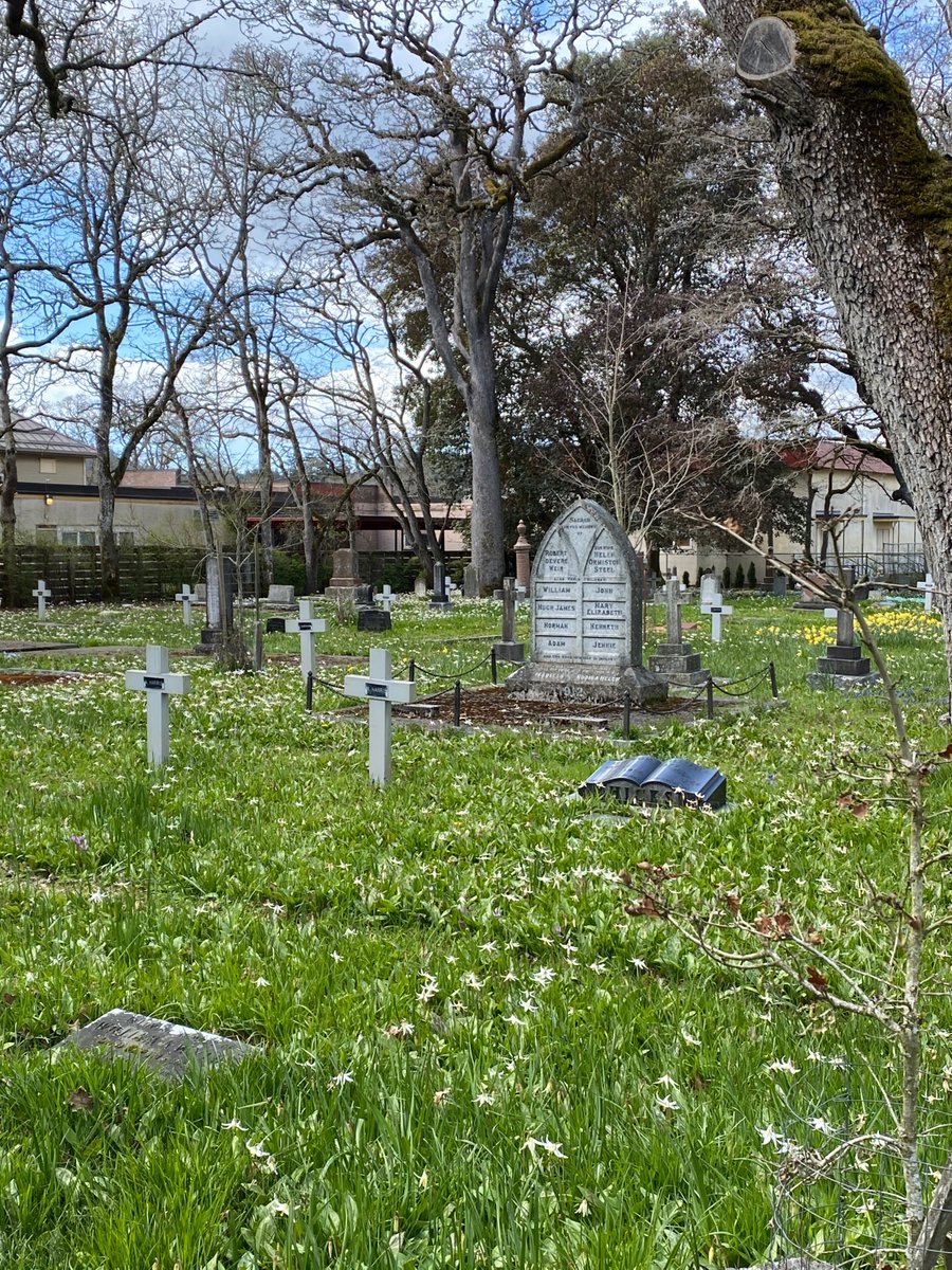 LorneDaniel's tweet image. Wildflowers, St Mary the Virgin churchyard, Metchosin. A lovely Sunday ride on the Goose.
#yyjbike #wildflowers #springride