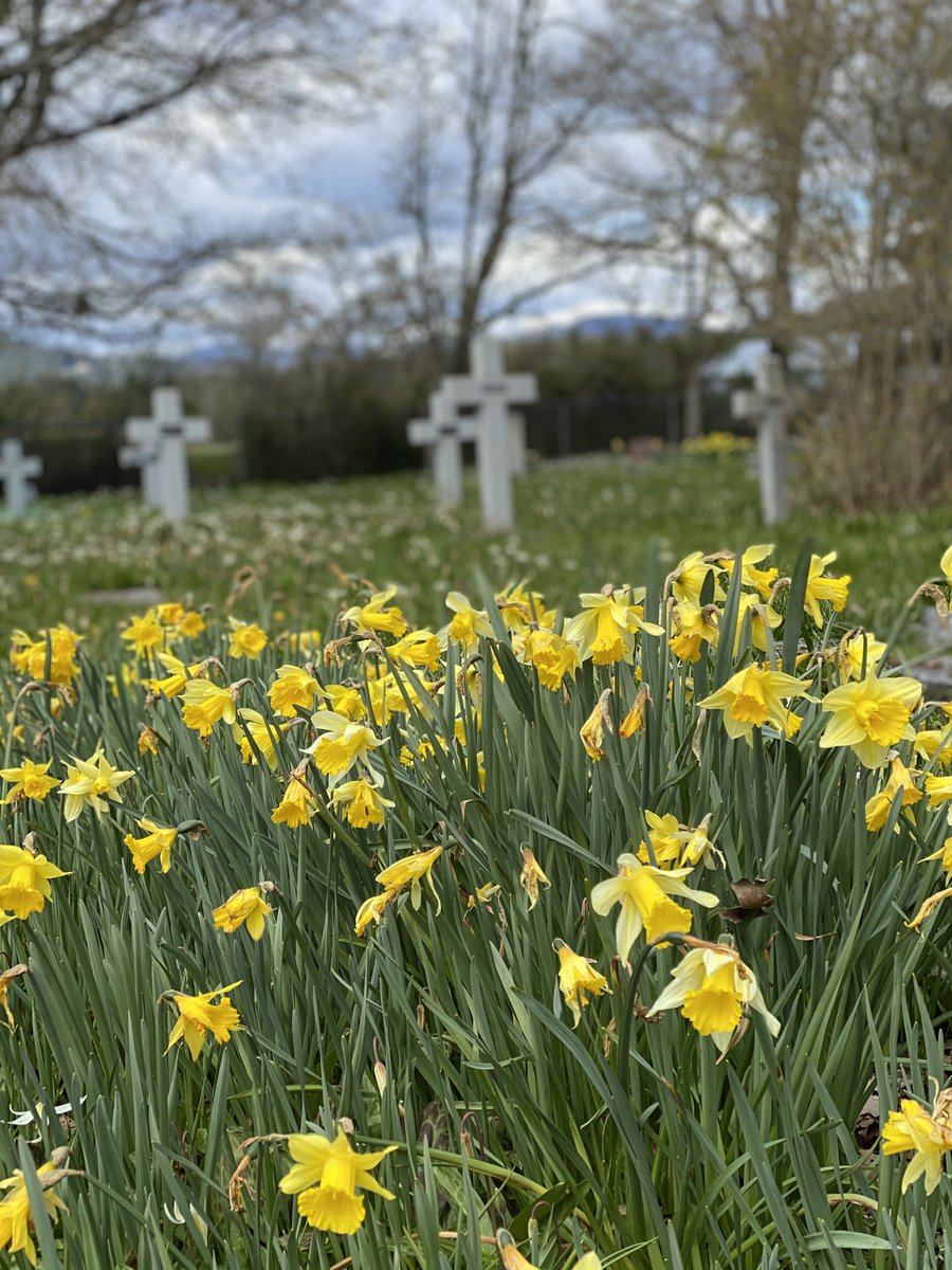 LorneDaniel's tweet image. Wildflowers, St Mary the Virgin churchyard, Metchosin. A lovely Sunday ride on the Goose.
#yyjbike #wildflowers #springride