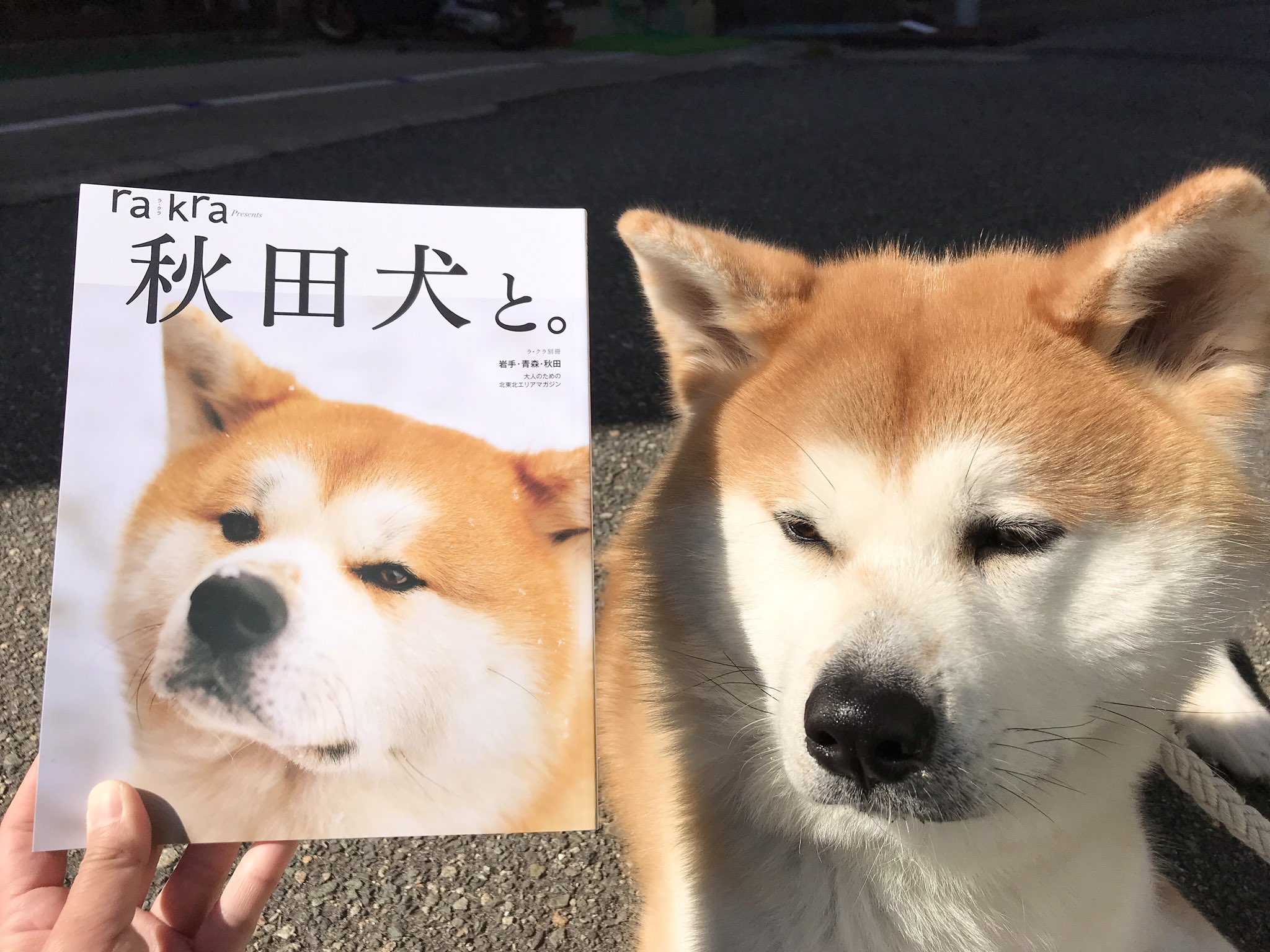 島暮らしの秋田犬 羽後 うご A Twitter 北斗さんイケメンだわん 秋田犬 飛島 Akitainu Tobishima Rakra ラ クラ T Co Zzbxnbrqml Twitter