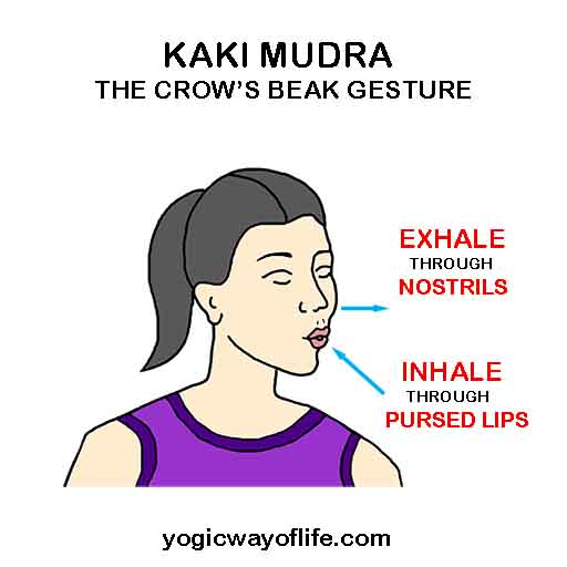 Kaki Mudra: Drinking air. For cleansing the bowels and promoting the growth of good bacteria, also reduces hunger pangs during a fast.