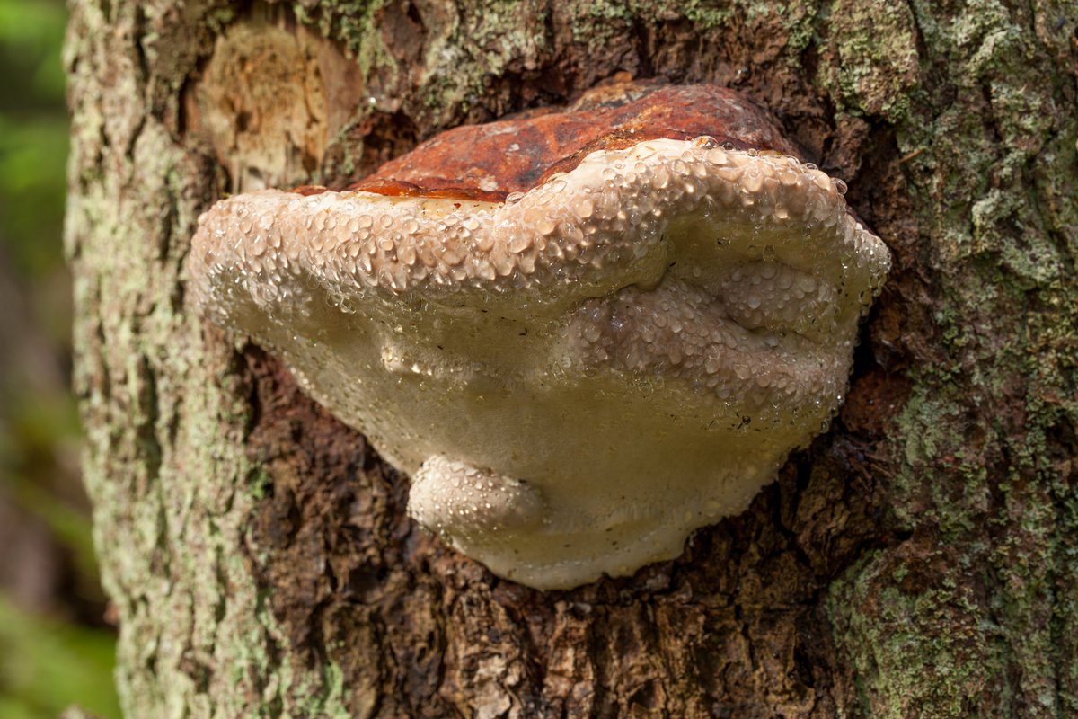 PictureMushroom's tweet photo. Parasitic #fungi  can be an incredibly destructive force. Infected trees usually die, sometimes within just a few years of infection. https://t.co/d9X5ditDfA