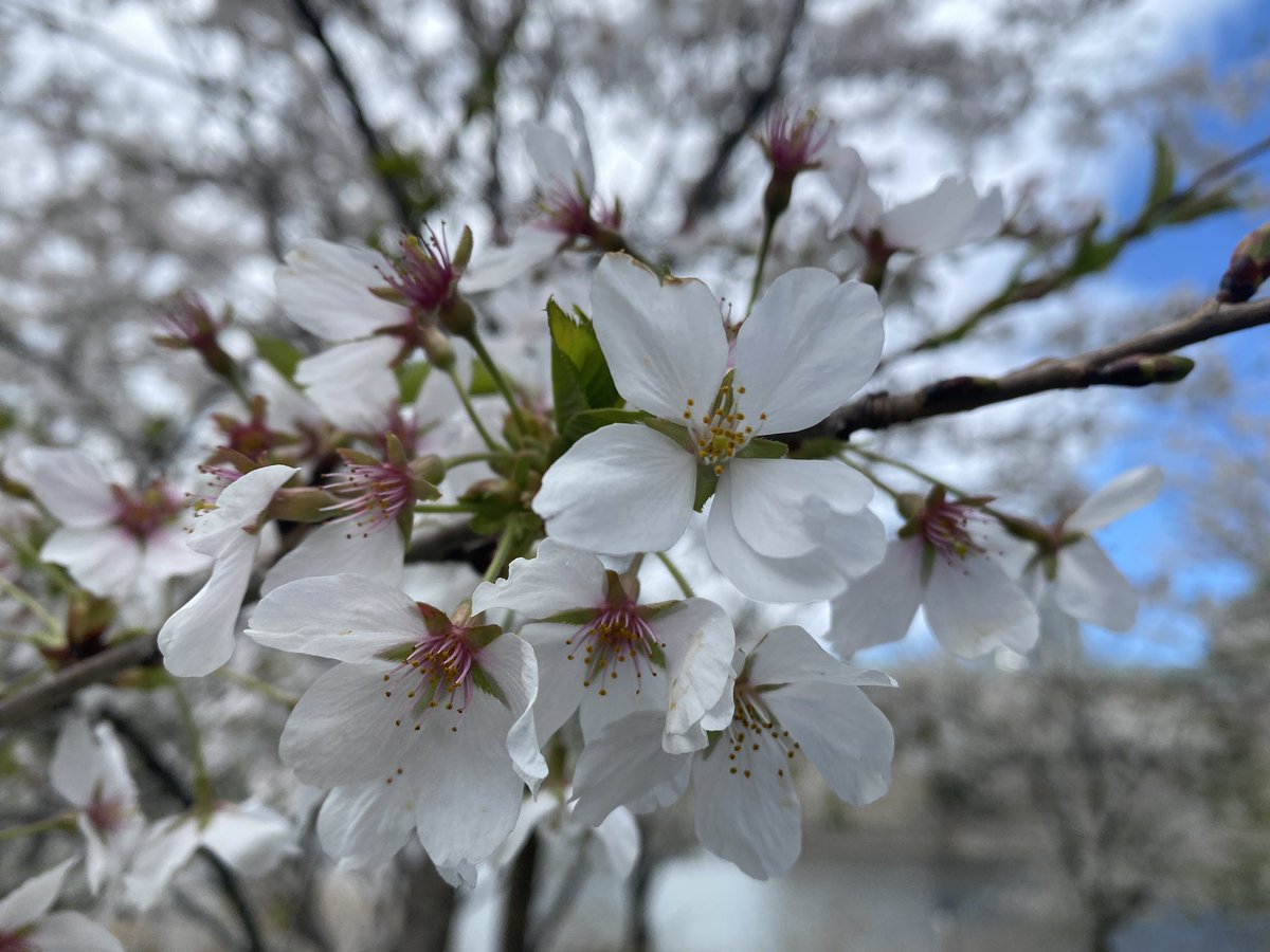 Robert Loerzel tweet media