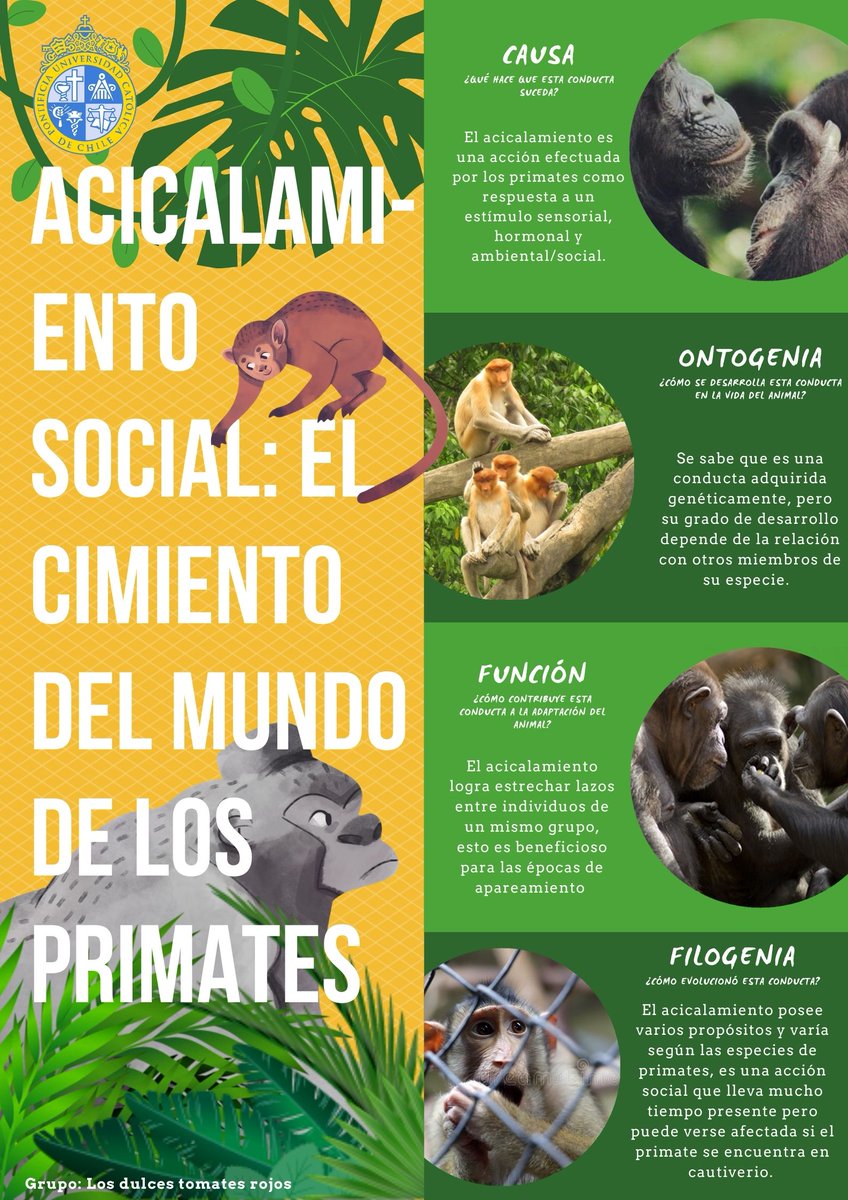 Esta es una de las conductas que contribuyen a formar y mantener redes sociales entre animales. Lo sabías?
<a href="/ucatolica/">Universidad Católica</a>_chile @ucatolica <a href="/explora_cl/">Programa Explora</a>