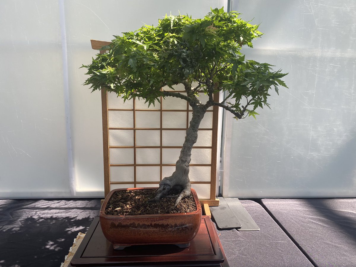 Fatima Nawabi On Twitter Discover Bonsai The Japanese Art Of Growing Miniature Trees In Containers Members Of The Bonsai Club Of Utah Will Exhibit Different Bonsai Styles And Arrangements Trees And Tools