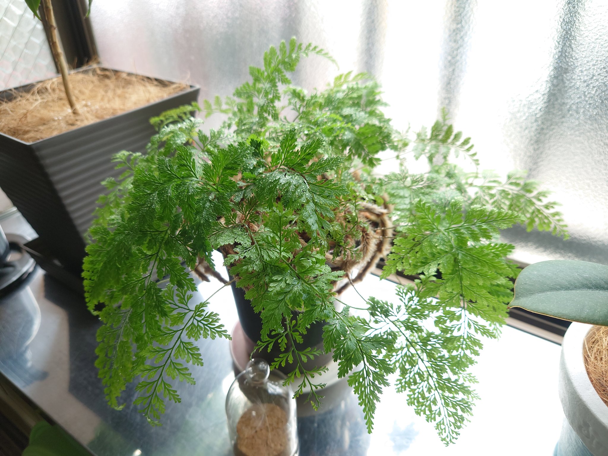 じーすけ على تويتر ダバリア ラビットフット 水浴び 明日雨だけど