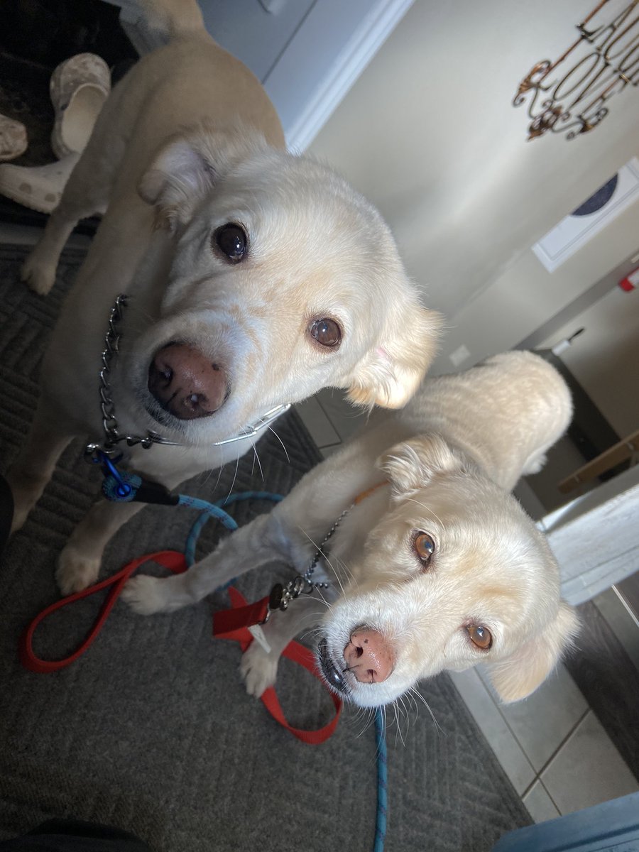 rogerapage's tweet image. Oh Sh!t, I just about missed #NationalPetDay 😳😳😳 
Now ,which one of you offered to take the #DirtyB’s for a walk??