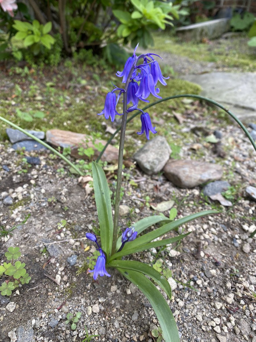 ミストレス ノール 大串さま ブルーベル 憧れのお花です 素敵ですね どんな香りがするのでしょう ペンハリガンの ブルーベルが衝撃の青々しい香りだったので 本物のお花の香りに興味シンシンです