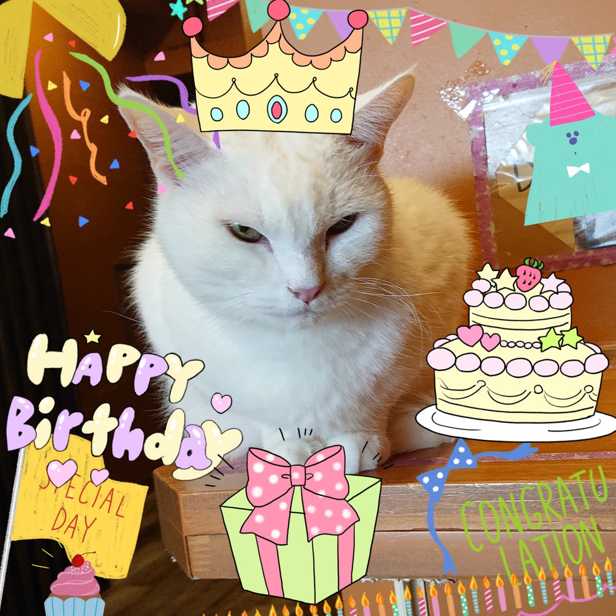猫カフェ ぐるぐる堂 Catgurugurudou Twitter 猫カフェ ぐるぐる堂 Catgurugurudou Twitter