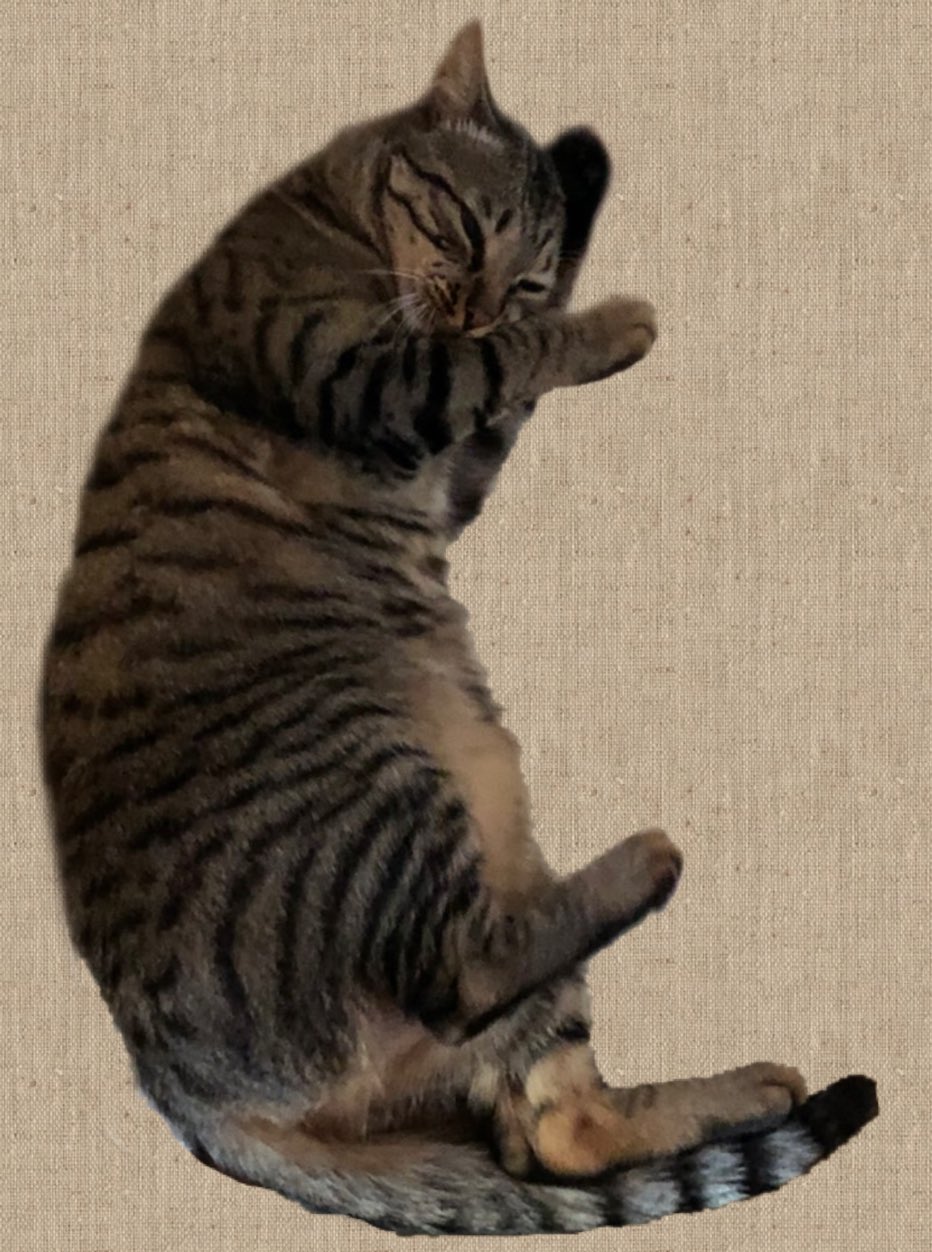 雉子虎 猫の林間学校 投稿中 固ツイ見てね 現在no15迄 鳥獣戯画 21実写版 今年初踊り 猫 キジトラ シマホネコダスケ 鳥獣人物戯画 鳥獣戯画展 明日開幕 T Co Da1mlyfnv1 Twitter