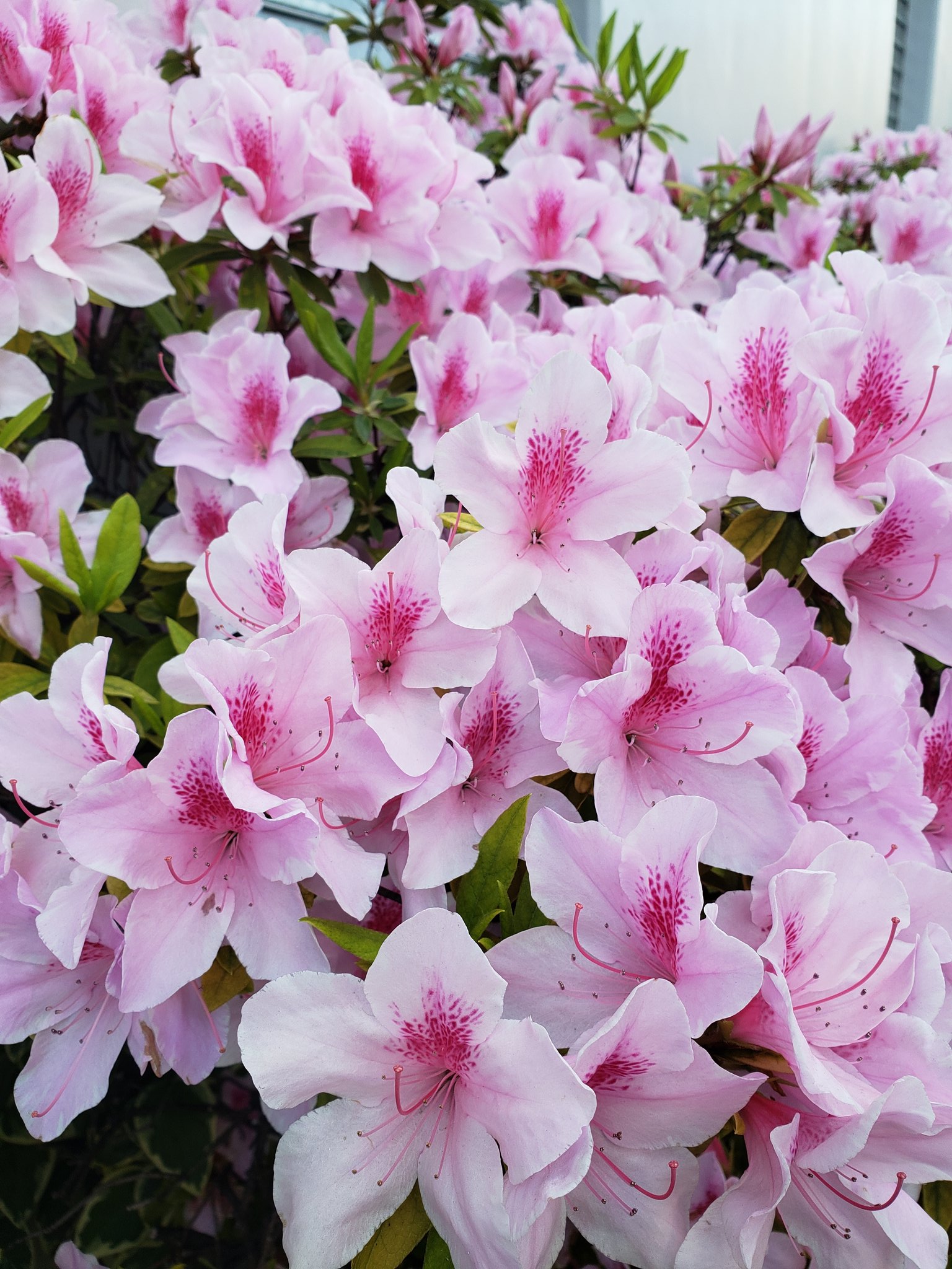 Hiro そして の終わり頃に咲きはじめたのがこちら さつきと間違いやすいけど 調べたところツツジの方だった 見分け方として 葉っぱの毛が緑色はツツジ 茶色はさつき 開花時期が4月 5月がツツジ 5月 6月がさつきだそうです 春の花