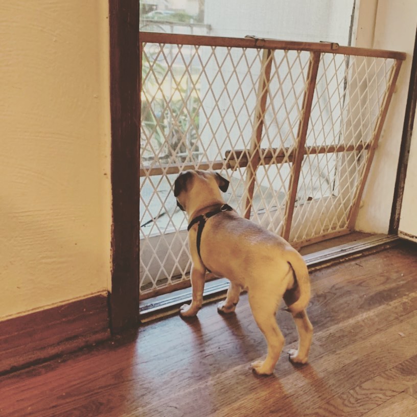 MangchiThePug's tweet photo. I heard it’s #NationalPetDay out there. I hope all the #pets and #petparents had a great day! We had a cozy day inside because it rained all day.
.
.
.
#pug #pugsoftwitter #dogsoftwitter #puppy #pugchat https://t.co/g4ivx4UIx5