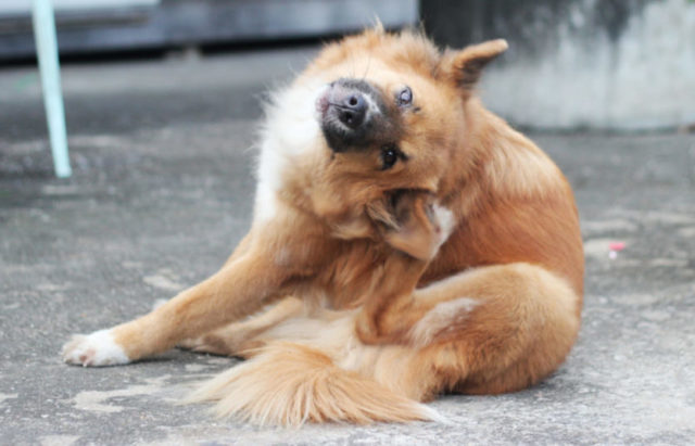 Dogs get spring allergies too!  Just like people there is no one magic cure all.  Here are a couple of ways to tell if your pup has an allergy.

ow.ly/lRr150E3vOt