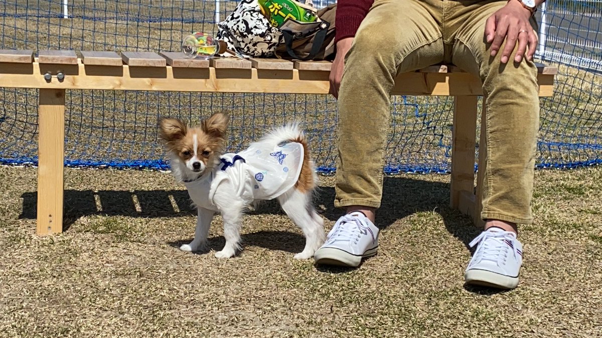 papico1107's tweet photo. お久しぶりです！
昨日はおめかしして初めてのドッグランへ行ってきました！🥰🥰🥰

 #パピヨン #子犬  #いぬのいる暮らし #いぬのきもち #犬好きな人と繋がりたい #犬好きさんとつながりたい #いぬすたぐらむ https://t.co/Bg43ZhUSR9