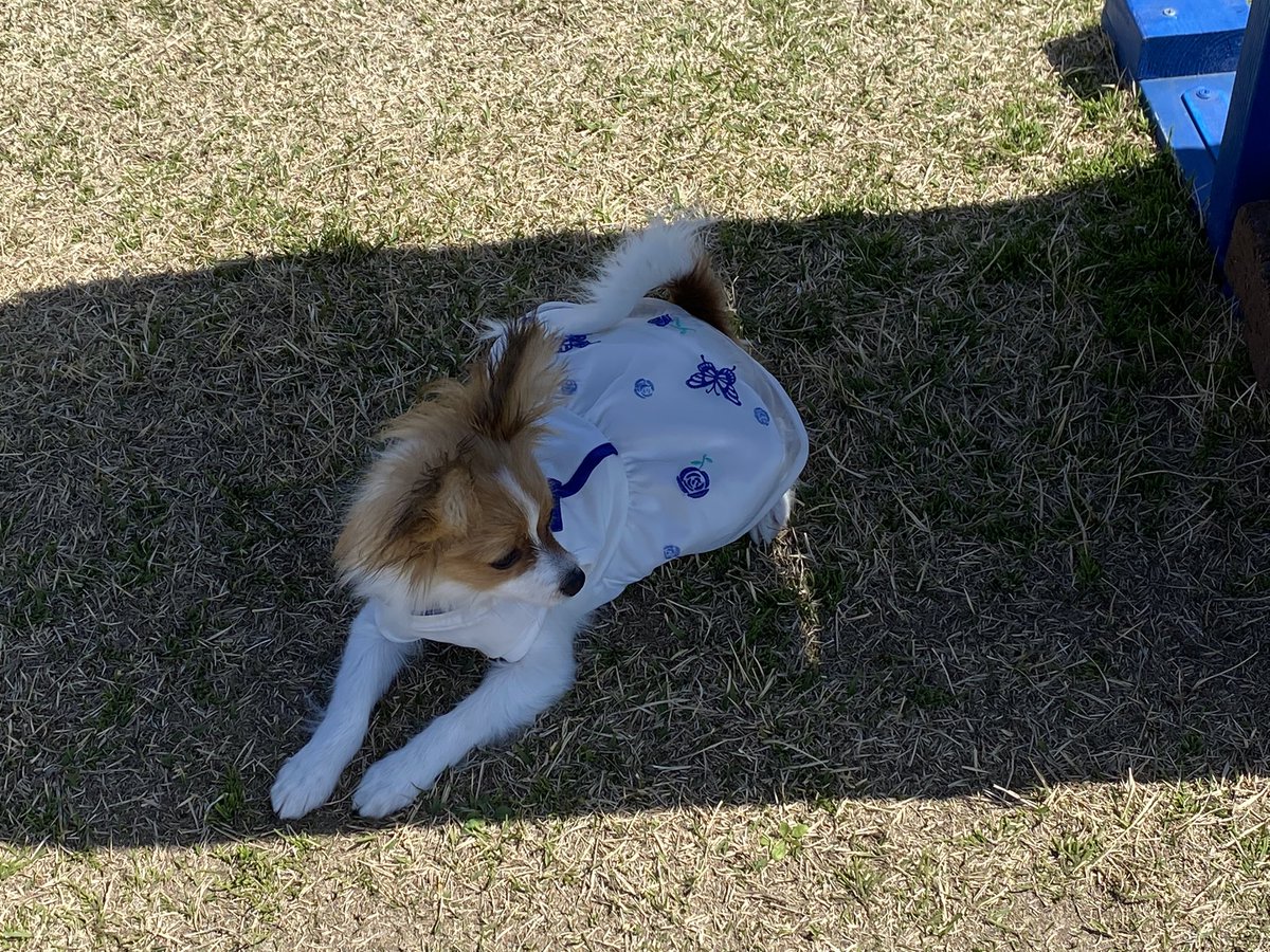 papico1107's tweet photo. お久しぶりです！
昨日はおめかしして初めてのドッグランへ行ってきました！🥰🥰🥰

 #パピヨン #子犬  #いぬのいる暮らし #いぬのきもち #犬好きな人と繋がりたい #犬好きさんとつながりたい #いぬすたぐらむ https://t.co/Bg43ZhUSR9