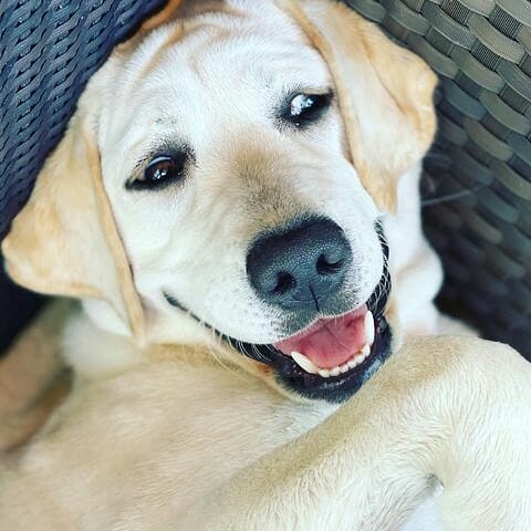 Labrador Retriever Dogs Lovers🇺🇸 tweet media