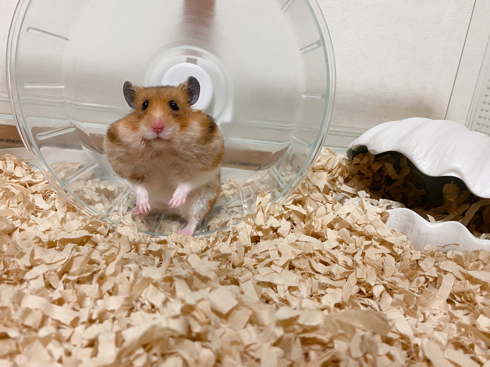 べーーやん 頬袋パンパンなのを見せつけてくるタイプのハムスター T Co Vpijxxiiry Twitter