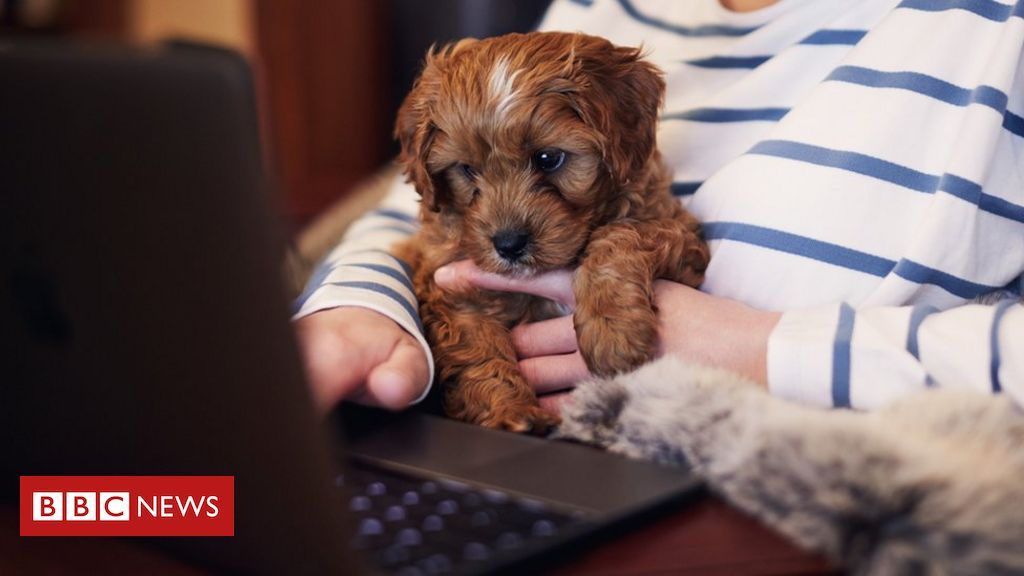 IdentityExperts's tweet photo. A recent survey found that too many people are using their pets' names as passwords. Sorry, Fido, but that won't do. 🐶

https://t.co/4XFlPVumQW https://t.co/MqHzlcxkx3