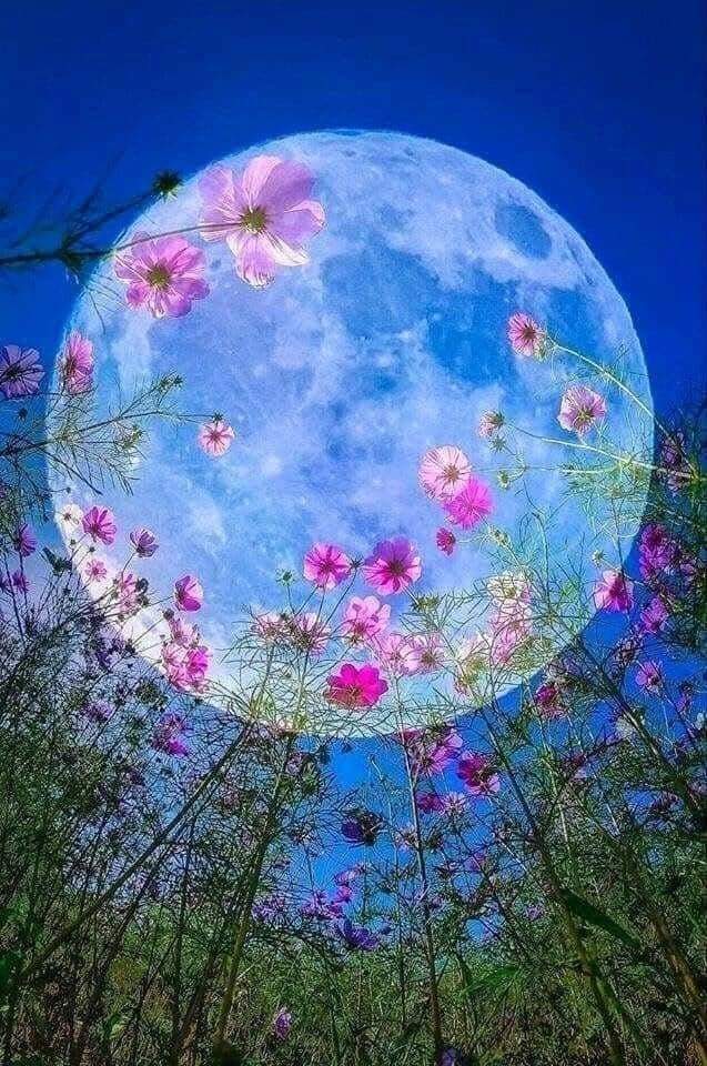 Thank you my dear tweeter friends for your follows, likes and mentions for wich I'm greateful. Wishing each and everyone good health, happiness and Joy. Take care! Stay safe!