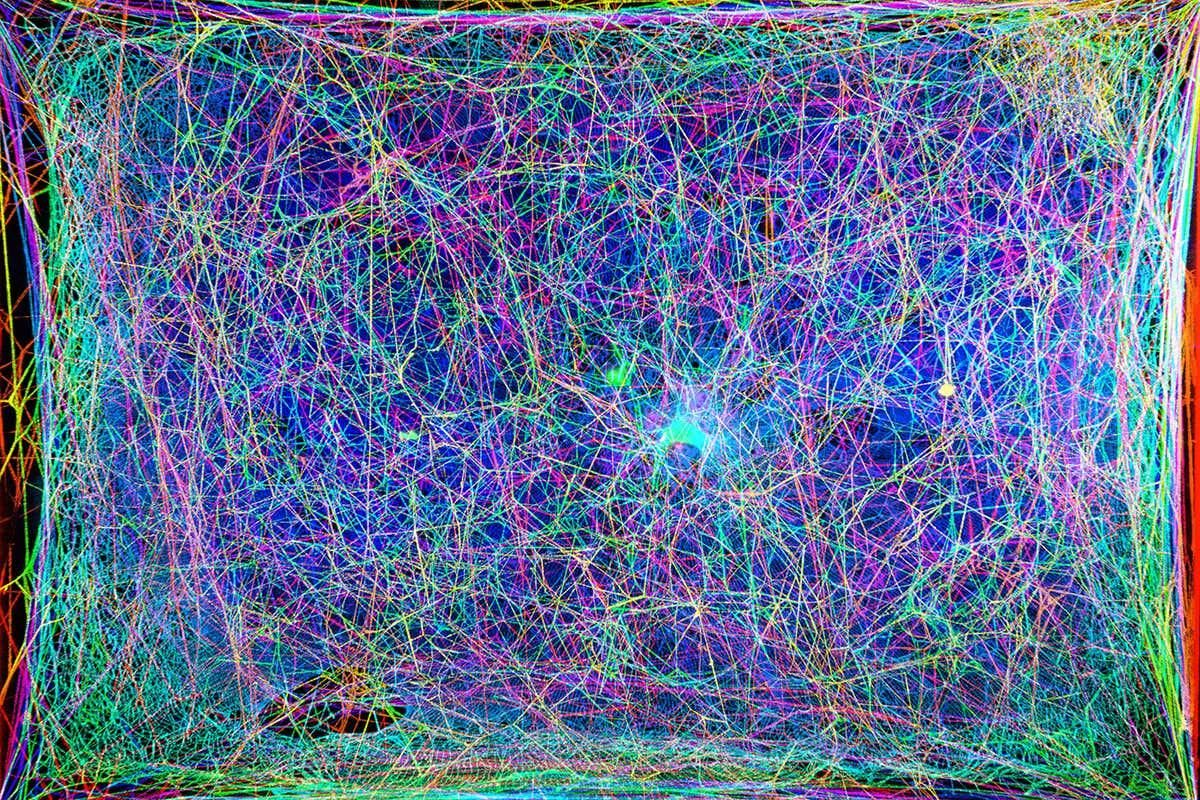 newscientist's tweet photo. The frequencies of a vibrating spider web have been made into music https://t.co/9TV5lpCILw https://t.co/d117FTrdvo