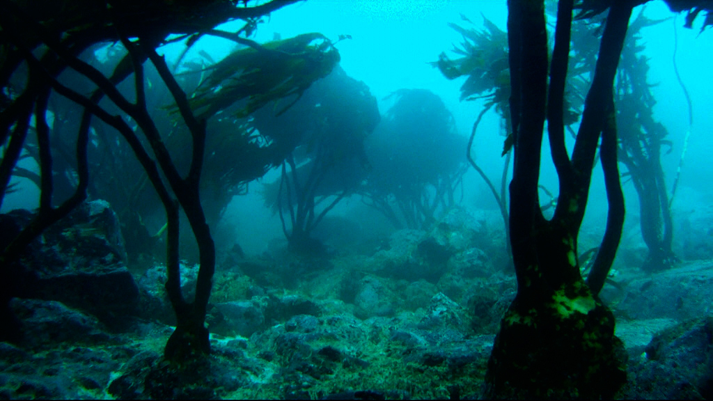 Dan Smale (@dansmale1) on Twitter photo Delighted to see the first paper from our <a href="/KELPER_Project/">KELPER Project</a> out in <a href="/Mar_Biology/">Marine Biology</a>. We show that harvesting intensity influences kelp population structure in Chile, with implications for management link.springer.com/article/10.100β¦ Delighted to see the first paper from our <a href="/KELPER_Project/">KELPER Project</a> out in <a href="/Mar_Biology/">Marine Biology</a>. We show that harvesting intensity influences kelp population structure in Chile, with implications for management link.springer.com/article/10.100β¦