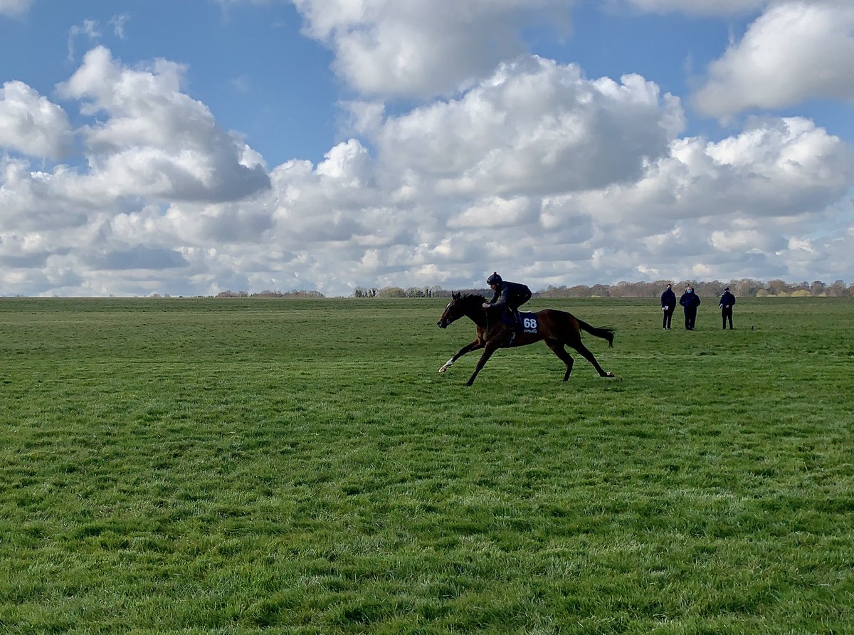 🤩 Consigned by <a href="/HydeStud/">Hyde Park Stud</a> - LOT 68 by first crop sire ACLAIM storms up the hill <a href="/Tattersalls1766/">Tattersalls</a> breeze 🤩

🏇 The 2yo filly is from the immediate family of the Gr.2 winner JEMIMA and Gr.2 placed WHISPER NOT. 

She sells tomorrow at Park Paddocks #readallaboutit