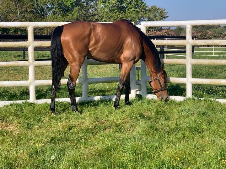 Bx-LeBouscat le 11 avril !🏆Pilotée p/Felix de Giles, Norathir surclasse l’opposition et décroche la 3⃣ème victoire de sa carrière et la 1⃣ère en obstacle sous l’entraînement de Damien de Watrigant/Photo : Norathir en mode tondeuse profite du soleil dans sa cage après sa victoire
