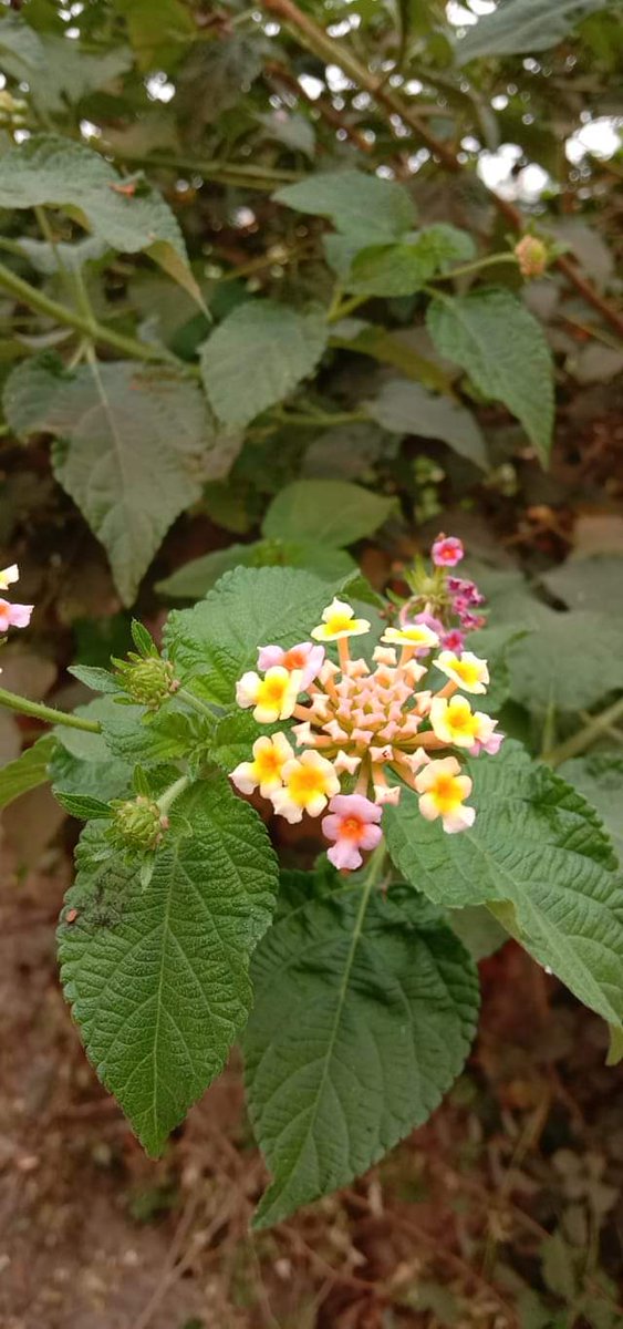 Mangal Karmakar (@mangalk64422068) on Twitter photo 