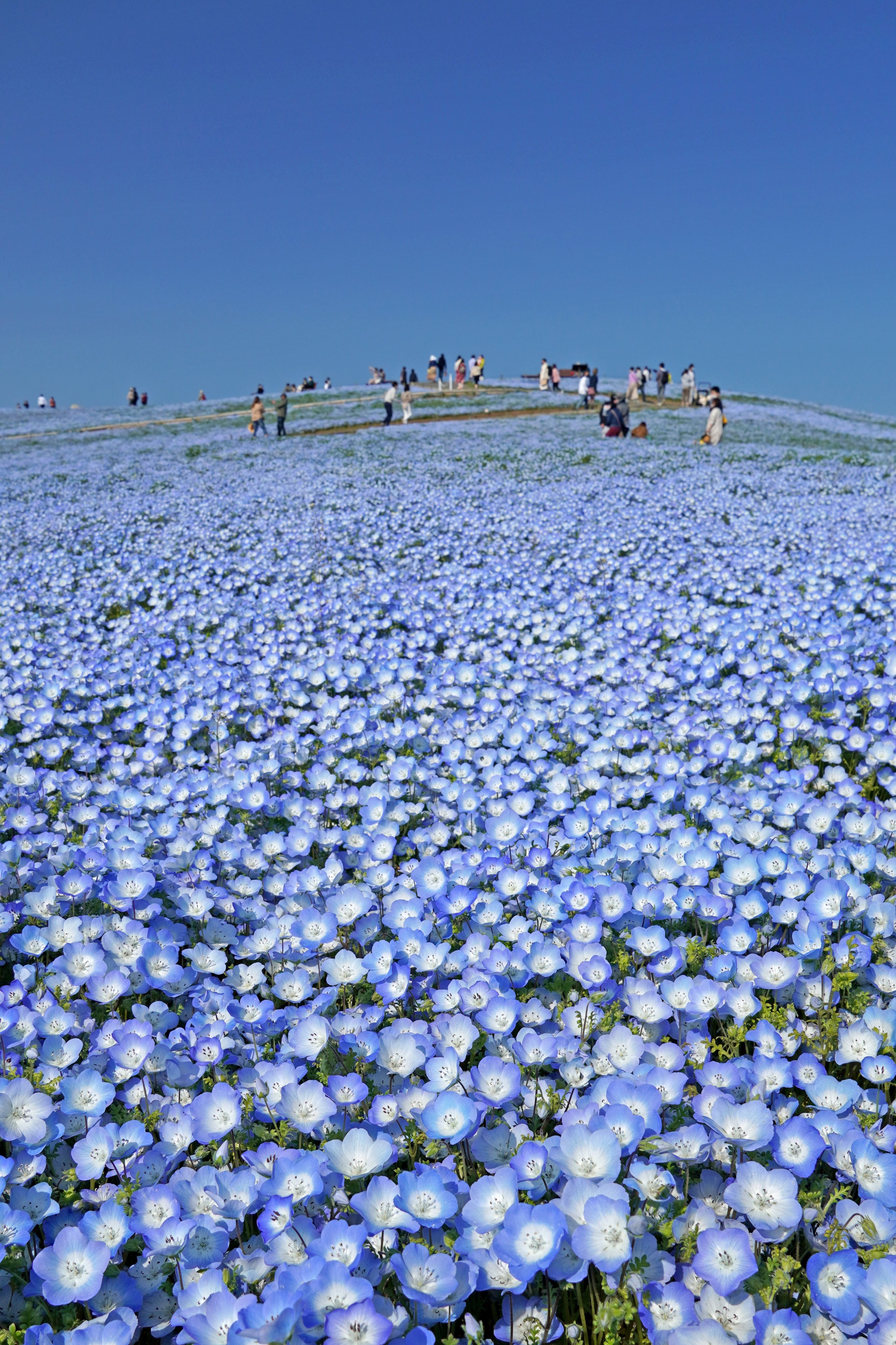 国営ひたち海浜公園 公式 みはらしの丘のネモフィラは 現在 見頃 7分咲き です 雲一つない青空の日は 丘をのぼっていくと空に溶けてしまいそうです ひたち海浜公園 Hitachiseasidepark ネモフィラ Nemophila みはらしの丘 青 花写真