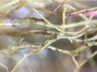 SyngentaTurfSA's tweet image. ⚠️ Warning #SpringDeadSpot on #BermudaGrass 🌱 

Treat #SpringDeadSpot by applying:
➡️ #HeritageMaxx 2-3 litres/ha

&amp;gt; greencast.co.za/turf-disease/s…