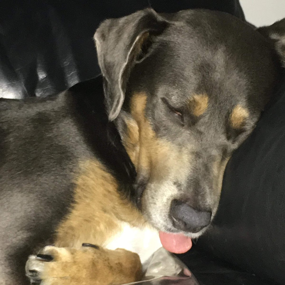 DOGGO APPRECIATION POST!!! 😚