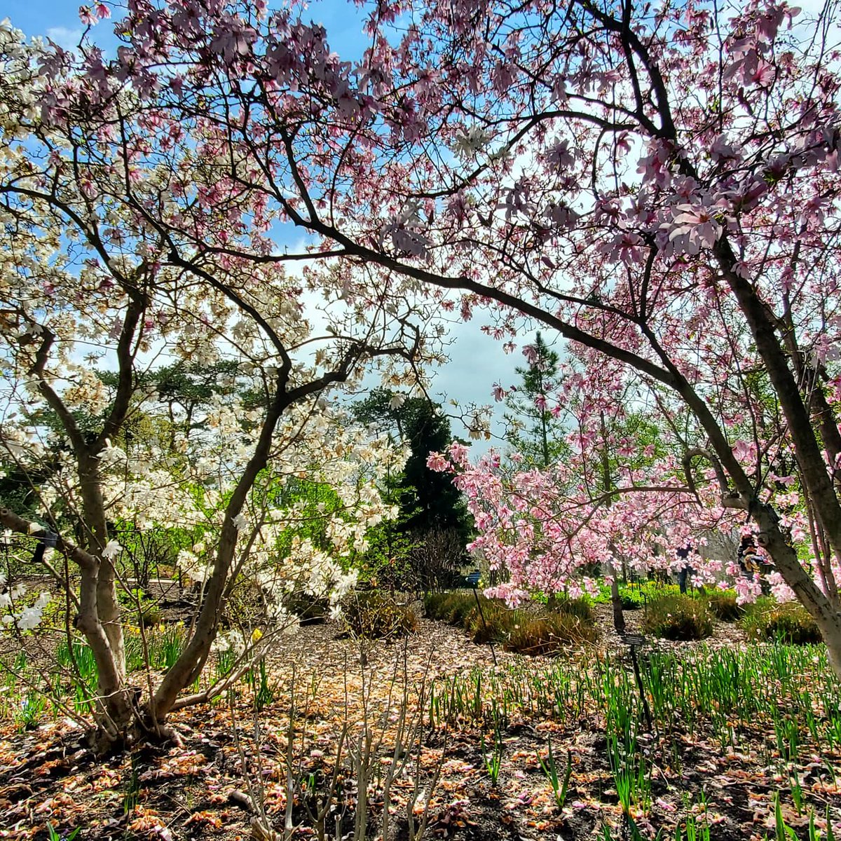 efflorescency_'s tweet image. #MagnoliaMagic @chicagobotanic ✨ #horticulture #gardenlife #SpringTime #planttwitter